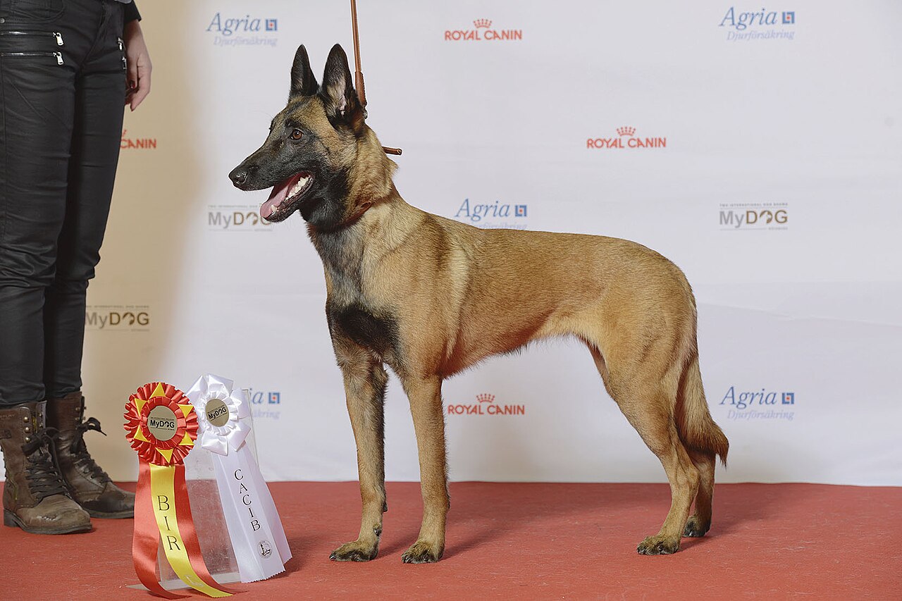 Belgischer Schaeferhund Malinois en voyage - photo 2