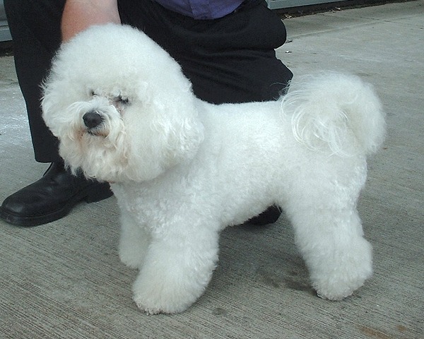 Bichon Frise en voyage - photo 1