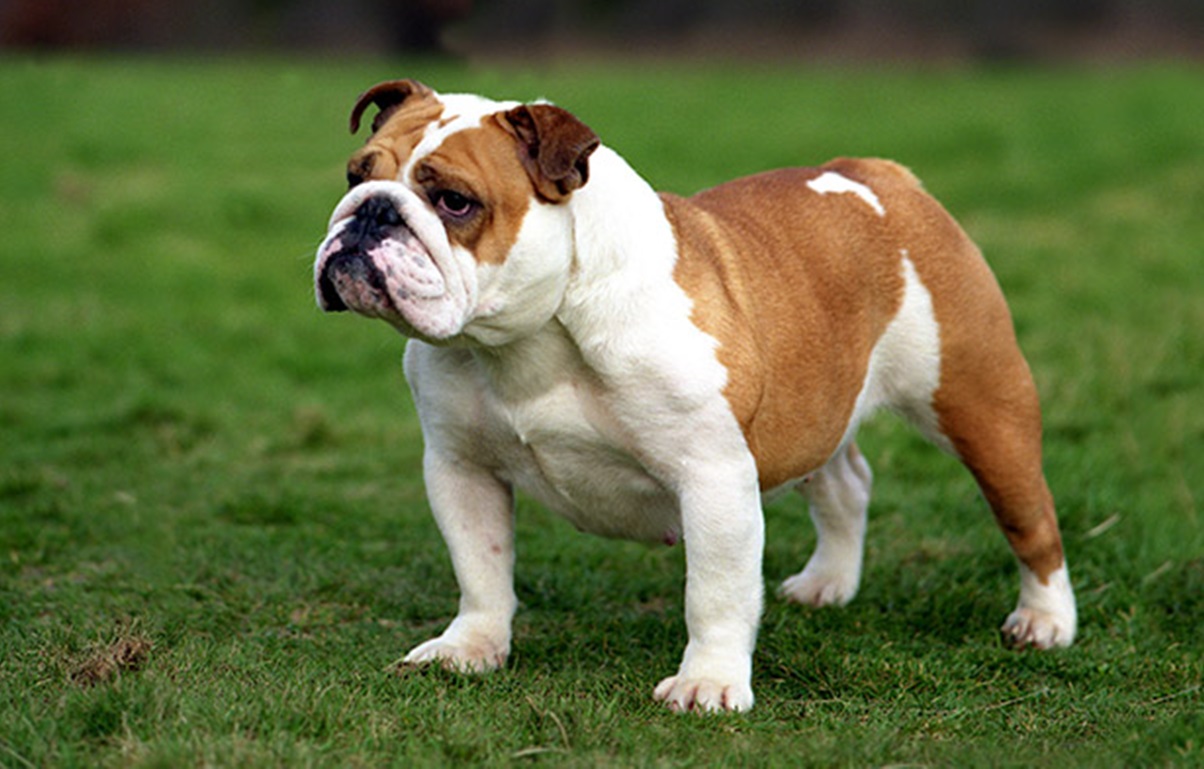 Bouledogue Anglais