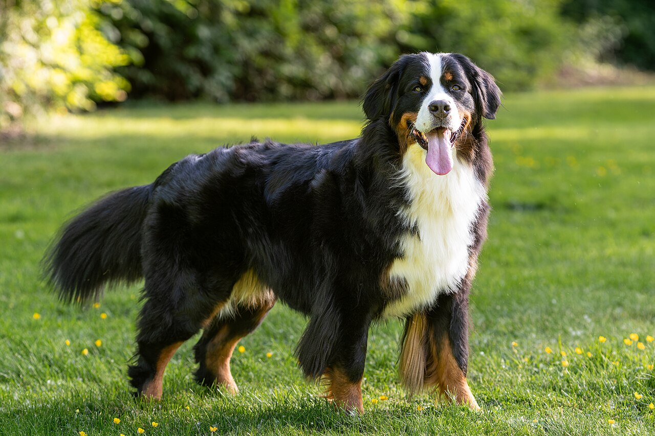 Bovaro del Bernese en voyage - photo 2