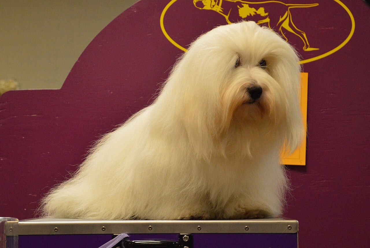 Coton de Tulear en voyage - photo 1