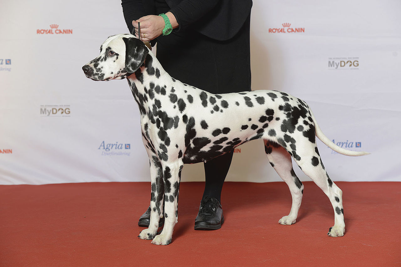 Dalmatien en voyage - photo 1