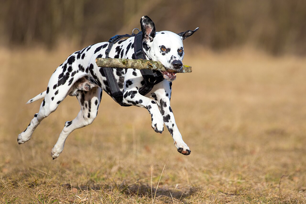Dalmatien en voyage - photo 2