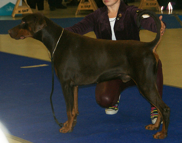 Dobermann en voyage - photo 1