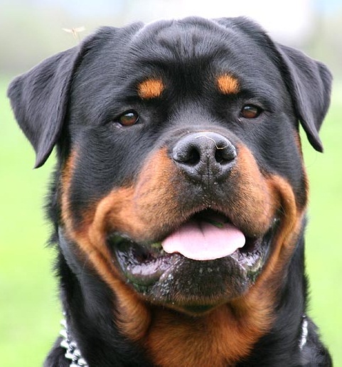 Rottweiler en voyage - photo 1