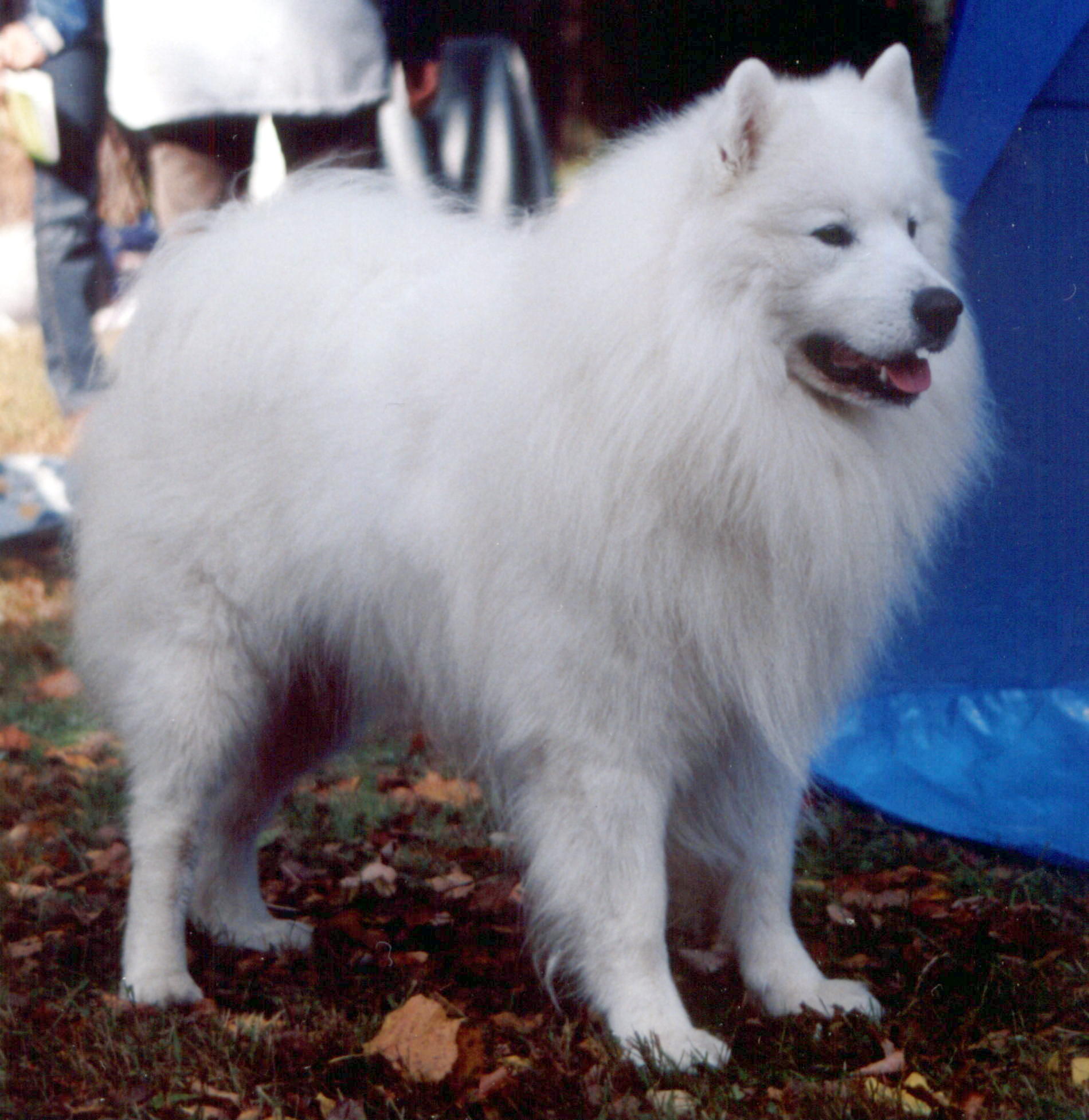 Samoyede