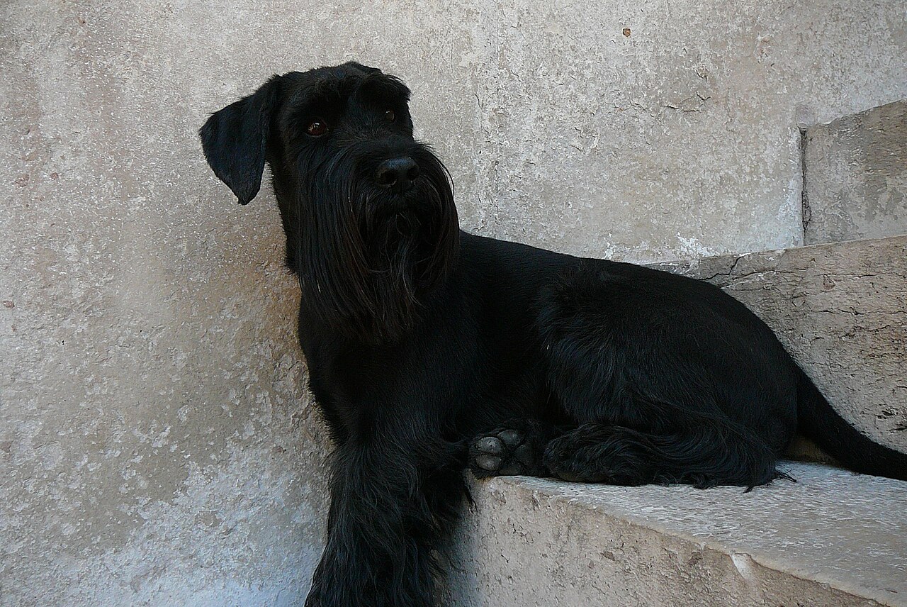 Schnauzer Moyen en voyage - photo 2