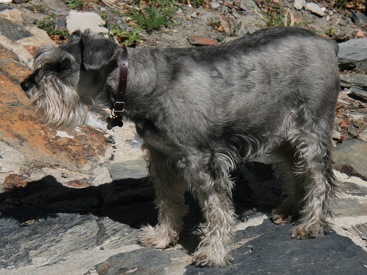 Schnauzer Moyen